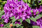 Rhododendron 'Blue Peter' ((s))