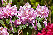 Rhododendron 'Great Eastern'