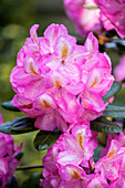 Rhododendron 'Scintillation' (s)