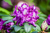 Rhododendron 'Tonika' (s)