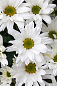 Chrysanthemum 'Asia-Cut Mums® Colombo White' ((s))