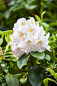 Rhododendron 'Memoir'