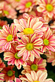 Chrysanthemum Island-Pot-Mums 'Flores'(s)