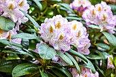 Rhododendron 'Kaulbach'