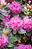 Rhododendron 'Dr. Arnold W. Endtz' (s)