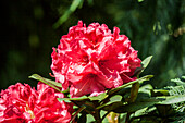 Rhododendron 'Alpenglühn' (alpenglow)