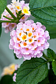 Lantana camara 'Tropic Lantana® Flamingo'(s)