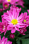 Chrysanthemum indicum 'Pemba Purple'(s)