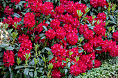 Rhododendron 'Doncaster