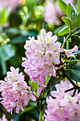 Rhododendron 'Hermann Nitzschner'