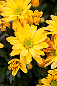 Chrysanthemum indicum 'Pemba Gold'(s)