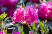 Rhododendron 'Holbein' (s)
