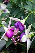 Fuchsia 'Jollies® Trailing Valence'(s)