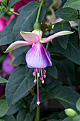 Fuchsia 'Jollies® Trailing Belfort'(s)