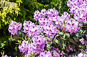 Rhododendron 'Humboldt' (s)