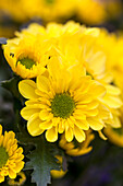 Chrysanthemum indicum 'Melosa'(s)