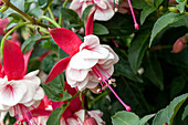 Fuchsia 'Jollies® Trailing Chartre'