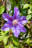 Clematis