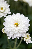 Chrysanthemum multiflora 'Branfountain White'(s)