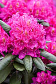 Rhododendron 'Catharine van Tol'