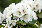 Rhododendron 'Schneebukett'