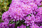 Rhododendron 'Lee's Dark Purple'.