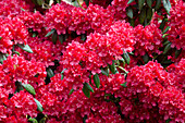 Rhododendron 'Torero'®