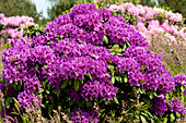 Rhododendron 'Azurro