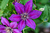 Clematis 'Cassis'