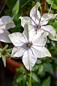 Clematis 'Pistachio'