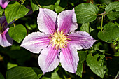 Clematis 'Piilu'