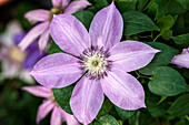 Clematis 'Bijou'