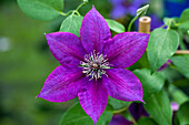Clematis 'Picardy'™