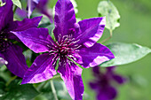 Clematis 'Fleuri'