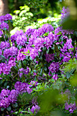 Rhododendron 'Blutopia'