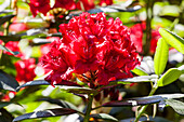 Rhododendron 'Wilgen´s Ruby'