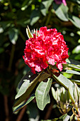 Rhododendron 'Red Corsair
