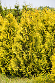 Thuja occidentalis 'Golden Smaragd'®