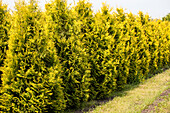 Thuja occidentalis 'Golden Emerald'®