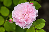 Rosa 'Mayor of Casterbridge'®