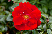 Rosa 'Austriana'®