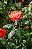 Rosa, orange