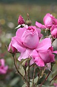 Climbing rose 'Pink Cloud