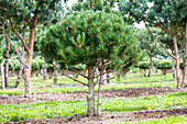 Pinus mugo var. mughus