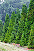 Taxus baccata, cone