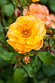 Rosa 'Westzeit'®