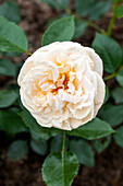 Rosa 'Audienz'®