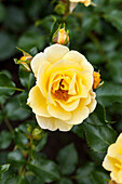 Rosa 'Gelber Engel'®