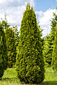 Thuja occidentalis 'Smaragd'