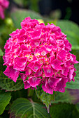 Hydrangea macrophylla